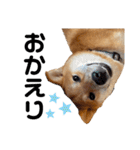 柴犬のしばおくん☆3（個別スタンプ：15）