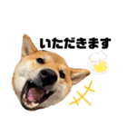 柴犬のしばおくん☆3（個別スタンプ：16）