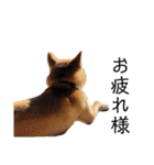 柴犬のしばおくん☆3（個別スタンプ：17）