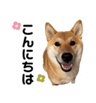 柴犬のしばおくん☆3（個別スタンプ：18）
