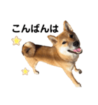 柴犬のしばおくん☆3（個別スタンプ：19）