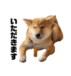 柴犬のしばおくん☆3（個別スタンプ：20）