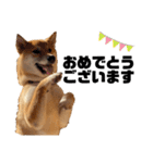 柴犬のしばおくん☆3（個別スタンプ：21）