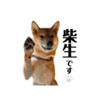 柴犬のしばおくん☆3（個別スタンプ：24）