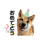 柴犬のしばおくん☆3（個別スタンプ：25）