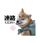 柴犬のしばおくん☆3（個別スタンプ：26）