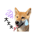柴犬のしばおくん☆3（個別スタンプ：27）