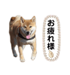 柴犬のしばおくん☆3（個別スタンプ：28）