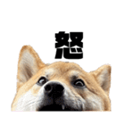 柴犬のしばおくん☆3（個別スタンプ：30）