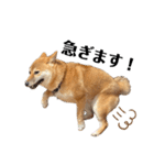 柴犬のしばおくん☆3（個別スタンプ：31）