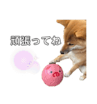 柴犬のしばおくん☆3（個別スタンプ：32）