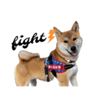 柴犬のしばおくん☆3（個別スタンプ：34）