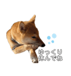 柴犬のしばおくん☆3（個別スタンプ：36）