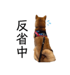 柴犬のしばおくん☆3（個別スタンプ：38）