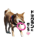 柴犬のしばおくん☆3（個別スタンプ：39）