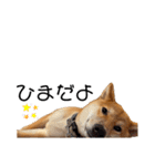 柴犬のしばおくん☆3（個別スタンプ：40）