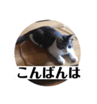 写真で「こんばんは」3（個別スタンプ：16）