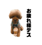 HAWAIIAN DOG 2（個別スタンプ：1）