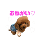 HAWAIIAN DOG 2（個別スタンプ：9）