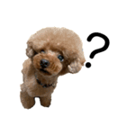 HAWAIIAN DOG 2（個別スタンプ：11）