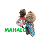 HAWAIIAN DOG 2（個別スタンプ：12）