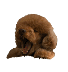 HAWAIIAN DOG 2（個別スタンプ：16）
