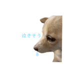 日常イッヌ太郎（個別スタンプ：2）