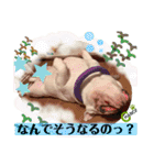 ブルドッグ のチャンスくん（個別スタンプ：2）