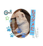 ブルドッグ のチャンスくん（個別スタンプ：4）