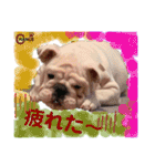 ブルドッグ のチャンスくん（個別スタンプ：6）