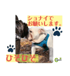 ブルドッグ のチャンスくん（個別スタンプ：15）