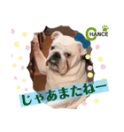ブルドッグ のチャンスくん（個別スタンプ：22）