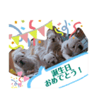 ブルドッグ のチャンスくん（個別スタンプ：23）