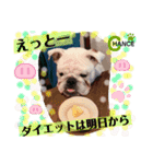 ブルドッグ のチャンスくん（個別スタンプ：24）