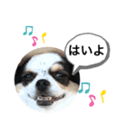 チワワ★ミックス＆チョコ（個別スタンプ：1）