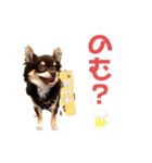 チワワ★ミックス＆チョコ（個別スタンプ：2）