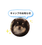 チワワ★ミックス＆チョコ（個別スタンプ：6）