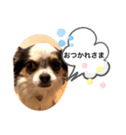 チワワ★ミックス＆チョコ（個別スタンプ：8）