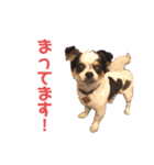 チワワ★ミックス＆チョコ（個別スタンプ：10）