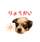 チワワ★ミックス＆チョコ（個別スタンプ：13）