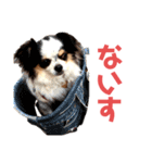 チワワ★ミックス＆チョコ（個別スタンプ：14）