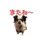 チワワ★ミックス＆チョコ（個別スタンプ：15）