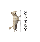 チワックスのレオと申します。（個別スタンプ：26）