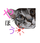 キジトラのつくしが伝えます（個別スタンプ：2）