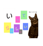 キジトラのつくしが伝えます（個別スタンプ：4）
