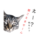 キジトラのつくしが伝えます（個別スタンプ：6）