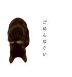キジトラのつくしが伝えます（個別スタンプ：7）