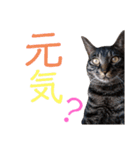 キジトラのつくしが伝えます（個別スタンプ：8）