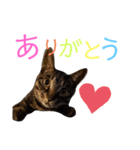 キジトラのつくしが伝えます（個別スタンプ：9）
