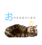 キジトラのつくしが伝えます（個別スタンプ：10）